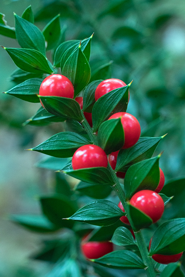 Ruscus hyrcanus. Alborz, 550m, 17/11/2015.