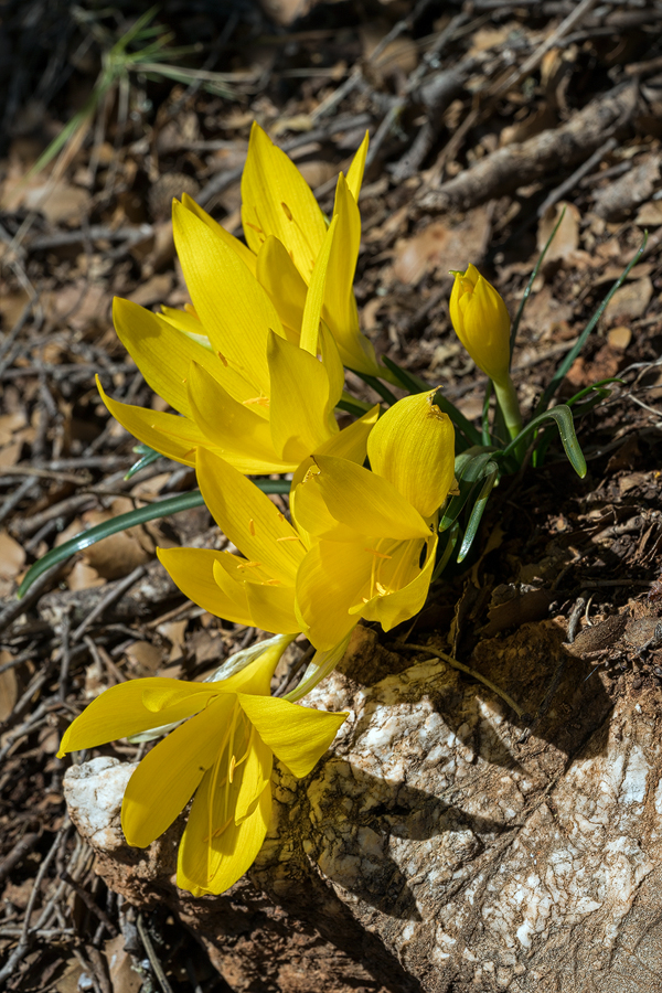 SternLutea001