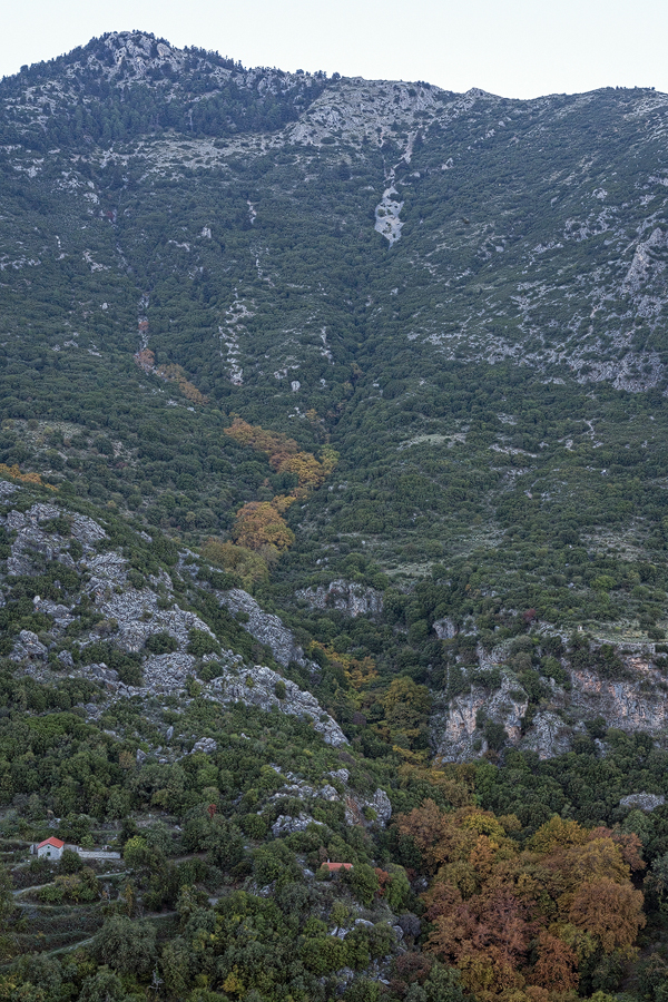 A river of Plane Trees, in full autumn colour, flowing through the pine and fir. The Planes peter out at about 950m. Taygetos, 05/11/15.