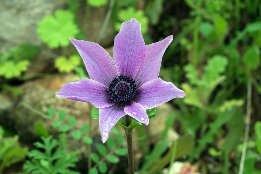 Anemone coronaria, emerging 12/12/15.