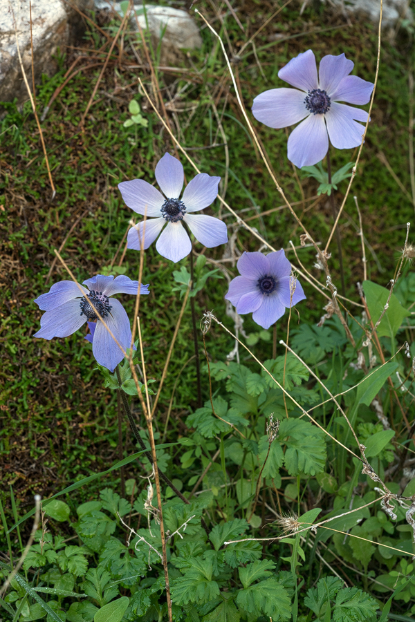 An autumn-flowering form of Anemone coronaria. 10/12/15.