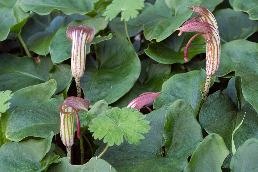 Arisarum vulgare
