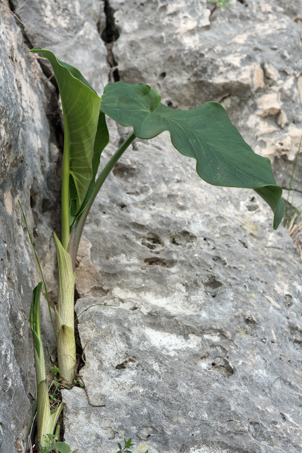 An Arum species, possibly A. creticum was abundant.
