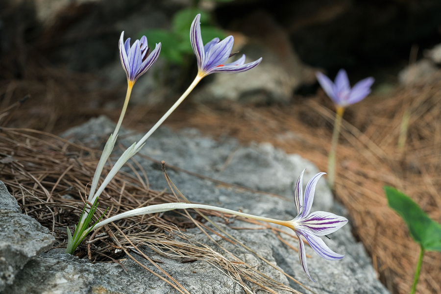 Crocus wattiorum, Göynük Canyon, 25/11/15.