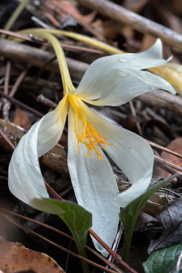 A bedraggled flower of Crocus cancellatus subsp. lycius, the few plants of which at this site were almost finished flowering. Kemer, 23/11/15.