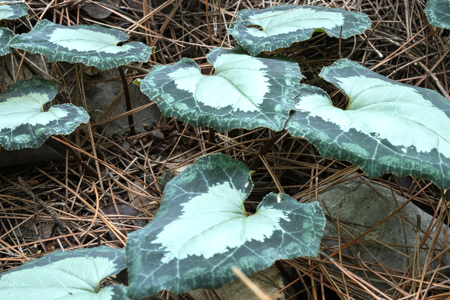 Cyclamen maritimum foliage, Göynük Canyon, 25/11/15.