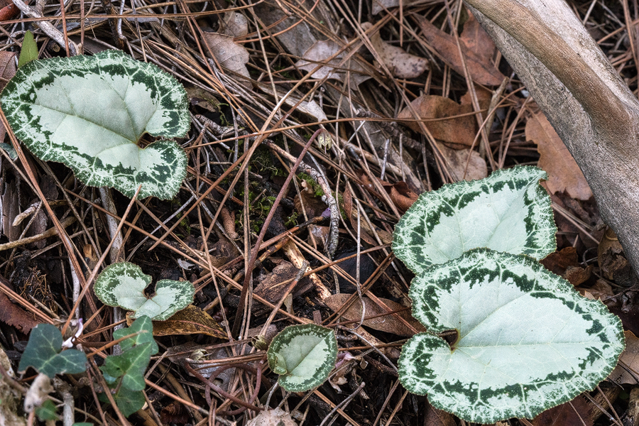 A particularly attractive, silver-leafed form of Cyclamen maritimum. Kener, 23/11/15.