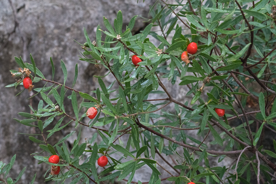 Daphne gnidioides, fruting, Kekova, 26/11/15.