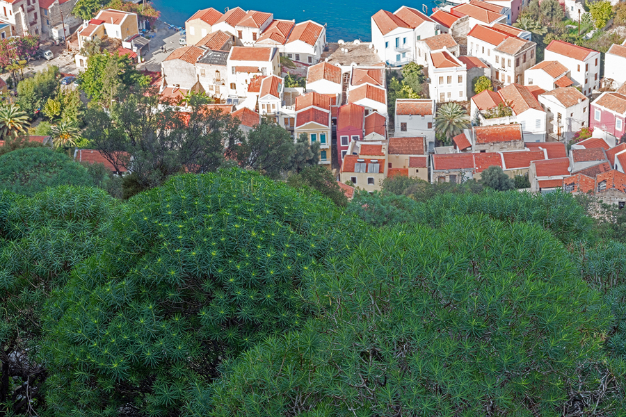 Flowering Euphorbia dendroides above Kastellorizo town.