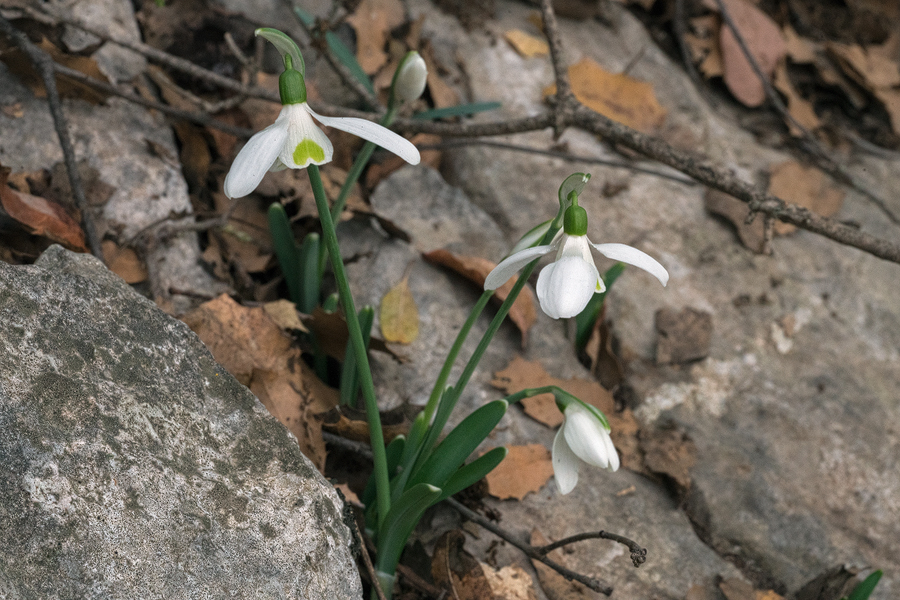 Galanthus cilicicus, growing in crevices in limestone under Quercus coccifera. Near Mersin, 18/12/15.