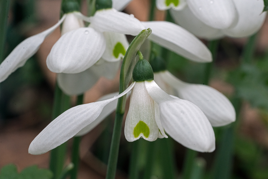 An example of Galanthus cilicicus with long claws and relatively narrow outer segments. This plant also has an unusually small mark on the inner segments. Near Mersin, 18/12/15.