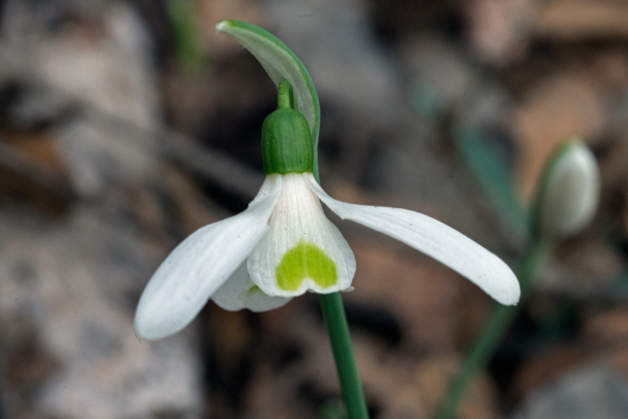 The sinus at the apex of the inner segments was typically very small in Galanthus cilicicus. Near Mersin, 18/12/15.