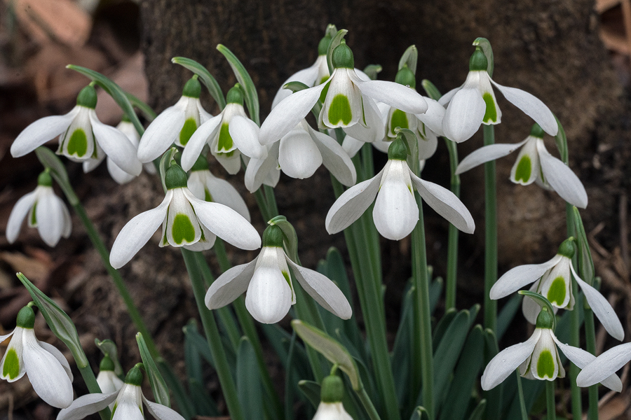 Variation in flower shape and inner segment markings in Galanthus cilicicus. Near Mersin, 18/12/15.