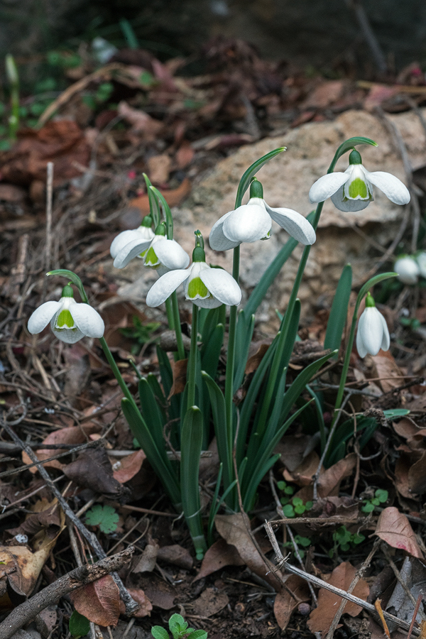 Galanthus cilicius with short claws and broad, inflated outer segments. Near Mersin, 18/12/15.