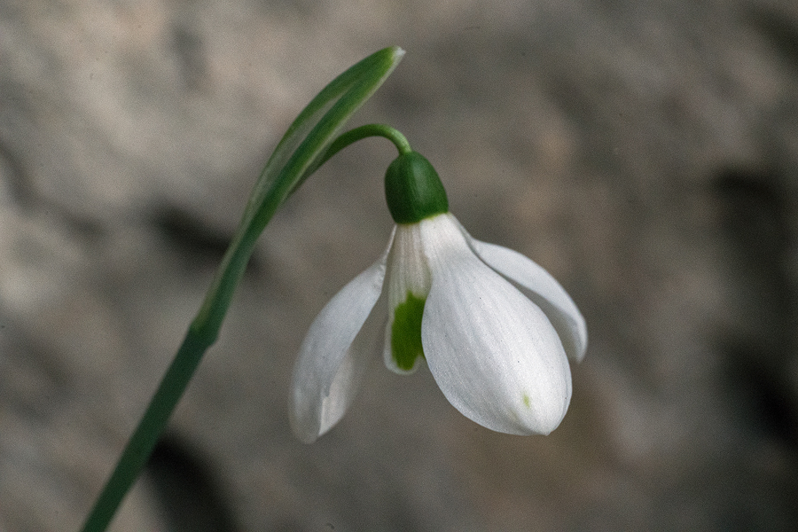 Variation in flower shape and inner segment markings in Galanthus cilicicus. Near Mersin, 18/12/15.