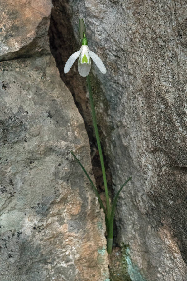 Galanthus cilicicus, growing in crevices in limestone under Quercus coccifera. Near Mersin, 18/12/15.
