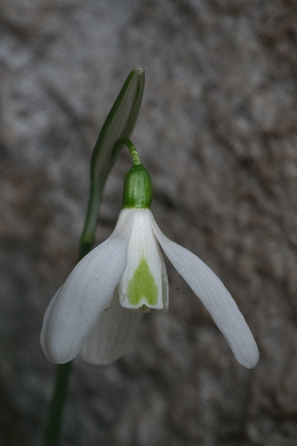 Variation in flower shape and inner segment markings in Galanthus cilicicus. Near Mersin, 18/12/15.
