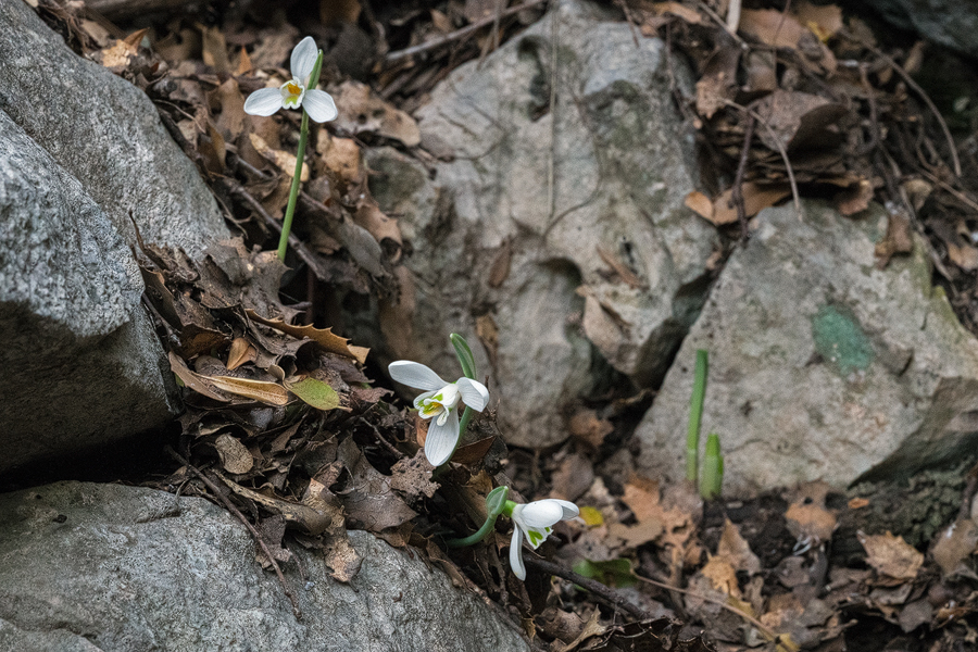 A bee's-eye view of Galanthus cilicicus. Note the almost entirely green inner surfaces of the inner segments. Near Mersin, 18/12/15.