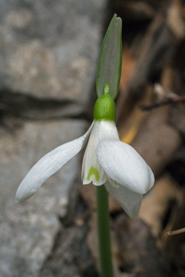 Variation in flower shape and inner segment markings in Galanthus cilicicus. Near Mersin, 18/12/15.