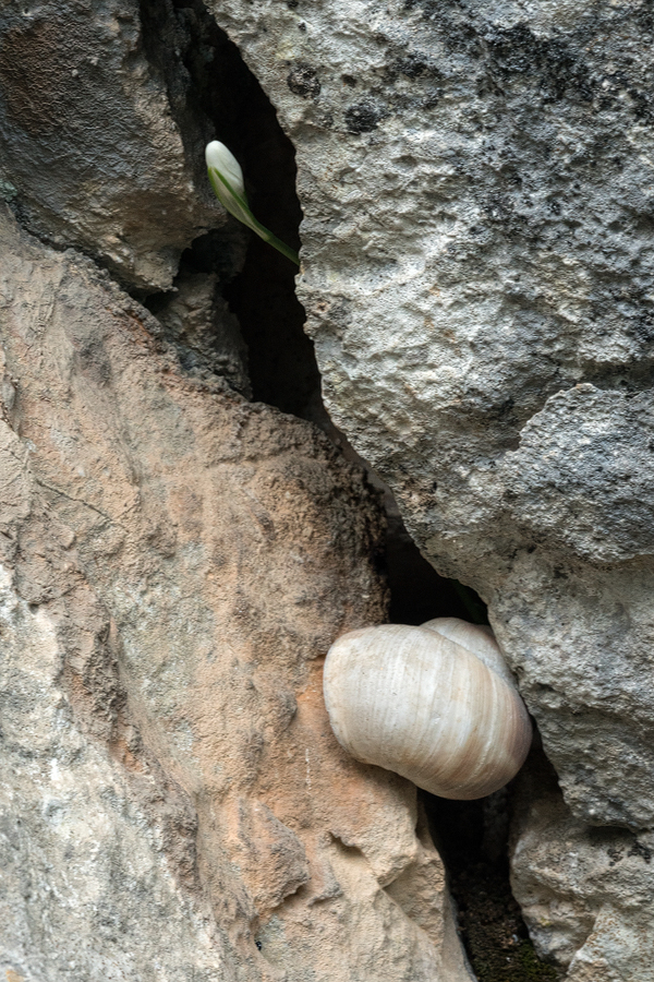 Galanthus cilicicus emerging at elevation of 620m, near Mersin, 18/12/15.