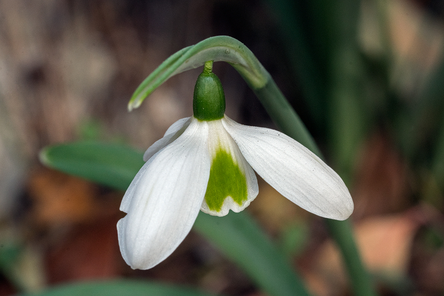 Variation in flower shape and inner segment markings in Galanthus cilicicus. Near Mersin, 18/12/15.