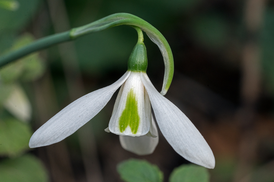 Variation in flower shape and inner segment markings in Galanthus cilicicus. Near Mersin, 18/12/15.