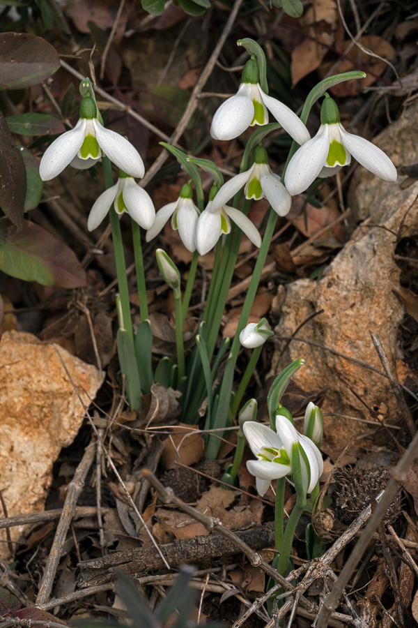 An example of G. cilicicus with leaves relatively undeveloped at flowering time. Near Mersin, 18/12/15.