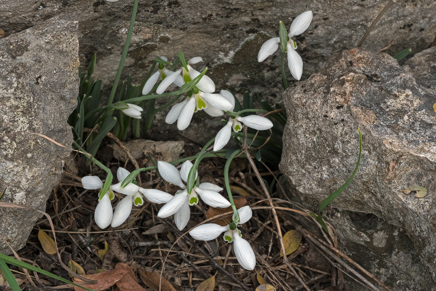 G. cilicicus, growing in a fissure between adjacent limestone boulders, in considerable shade. Near Mersin, 18/12/15.