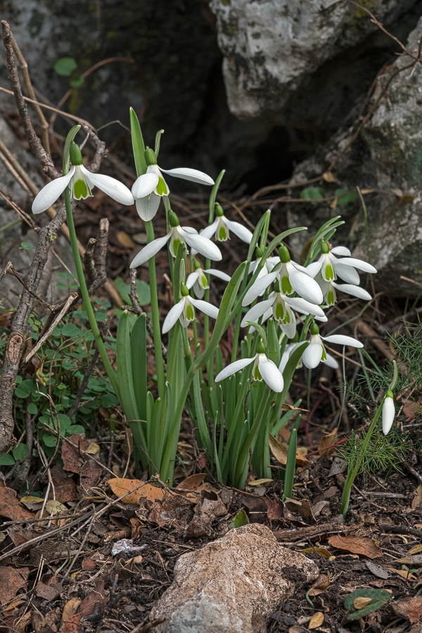 The tallest clones were more than twice as tall as the shortest. Galanthus cilicicus, near Mersin, 18/12/15.