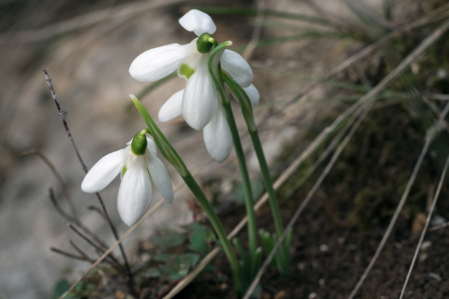 An example of Galanthus cilicicus with four outer and four inner segments. Near Mersin, 18/12/15.