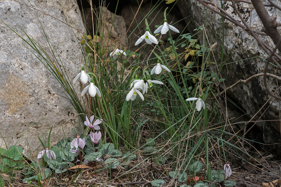 Galanthus cilicicus flowering with Cyclamen cilicium. Near Mersin, 18/12/15.