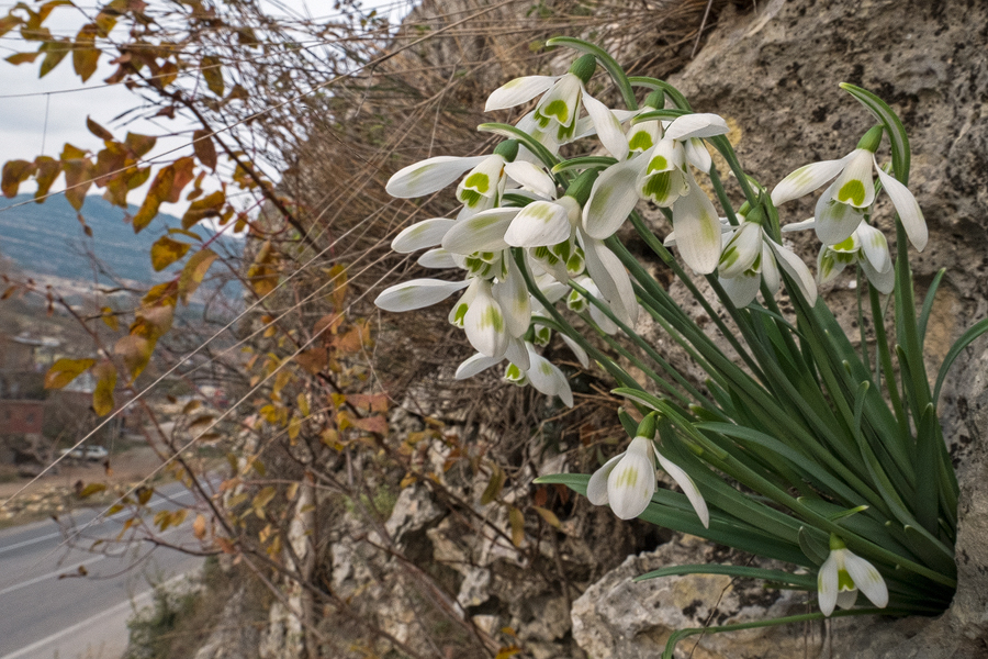 A spectacular clump of Galanthus cilicicus, with green markings on the outer segments, growing from a pocket in the west-facing limestone cliff. Near Mersin, 18/12/15.