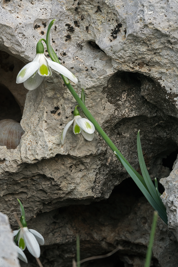 An example of Galanthus cilicicus with green markings on the outer segments. Note the position of the markings towards the middle of the segments. Near Mersin, 18/12/15.