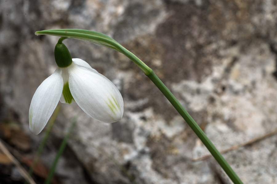 An example of Galanthus cilicicus, with green bars towards the tips of the outer segments, which are particularly broad. Near Mersin, 18/12/15.