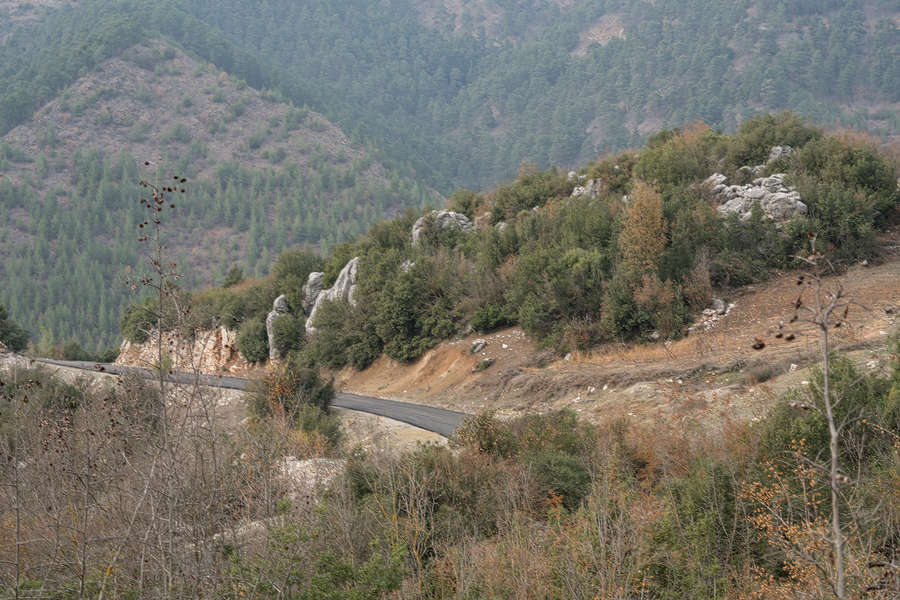 Galanthus cilicicus habitat. A small colony grew on the rocky slope in the middle distance.