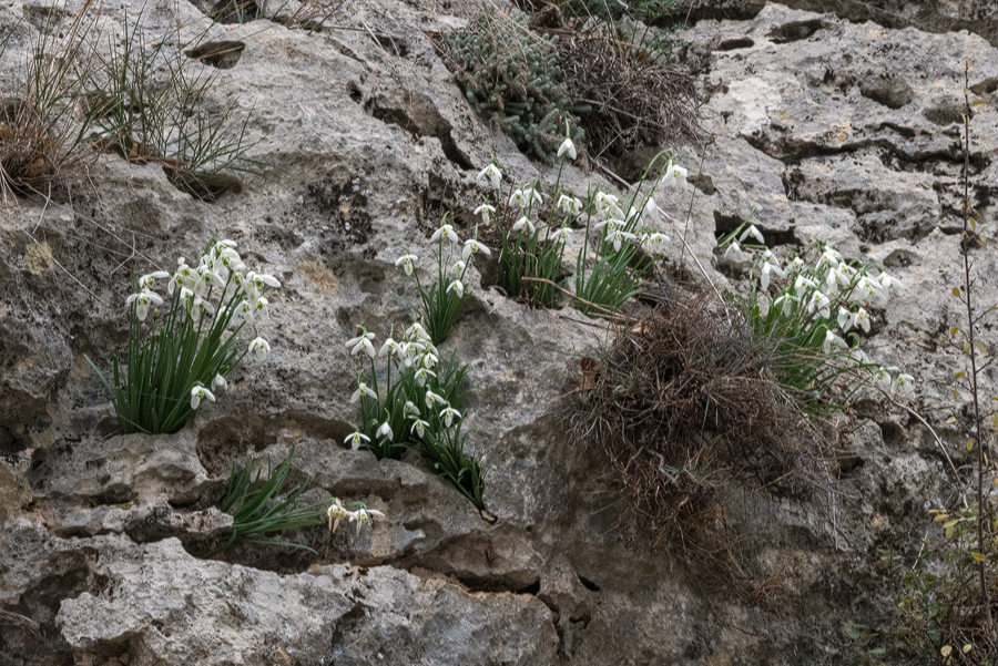 Clumps of Galanthus cilicicus growing in pockets of soil on an exposed, west-facing limestone cliff. Near Mersin, 19/12/15.