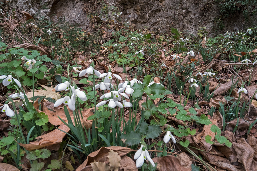 A drift of Galanthus cilicicus, growing in limestone rubble at the foot of a low, east-facing cliff. Near Mersin, 19/12/15.