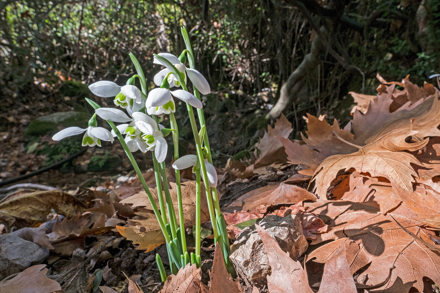 Galanthus elwesii var. monostictus, flowering under plane trees and myrtle, SW Turkey, 24/11/15.