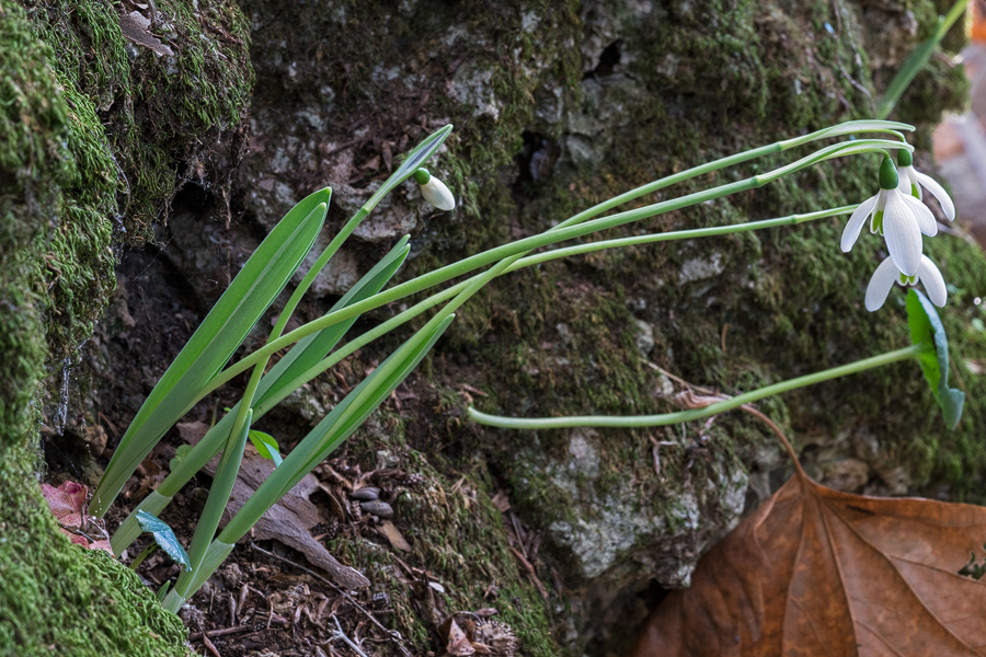 Galanthus elwesii var. monostictus, with leaves well-developed at flowering time, growing in a crevice on a limestone boulder. SW Turkey, 24/11/15.
