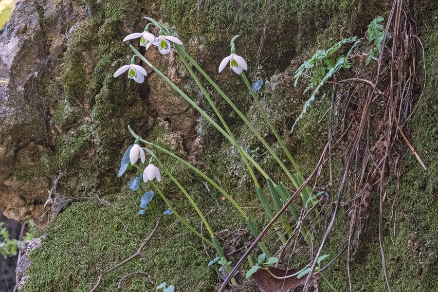 G. elwesii var. monostictus, with leaves only just emerging at flowering time. SW Turkey, 24/11/15.