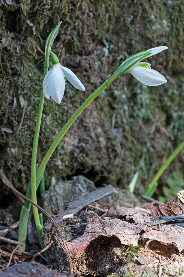 The population was in the early stages of flowering, when I visited on 24/11/15.