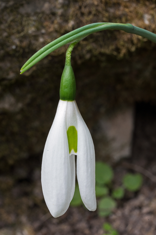 Galanthus elwesii var. monostictus with long, narrow outer segments. SW Turkey, 24/11/15.