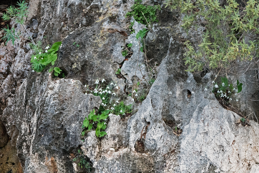 Galanthus peshmenii, growing in pockets of soil on north-facing limestone cliffs. Kekova, 26/11/15.