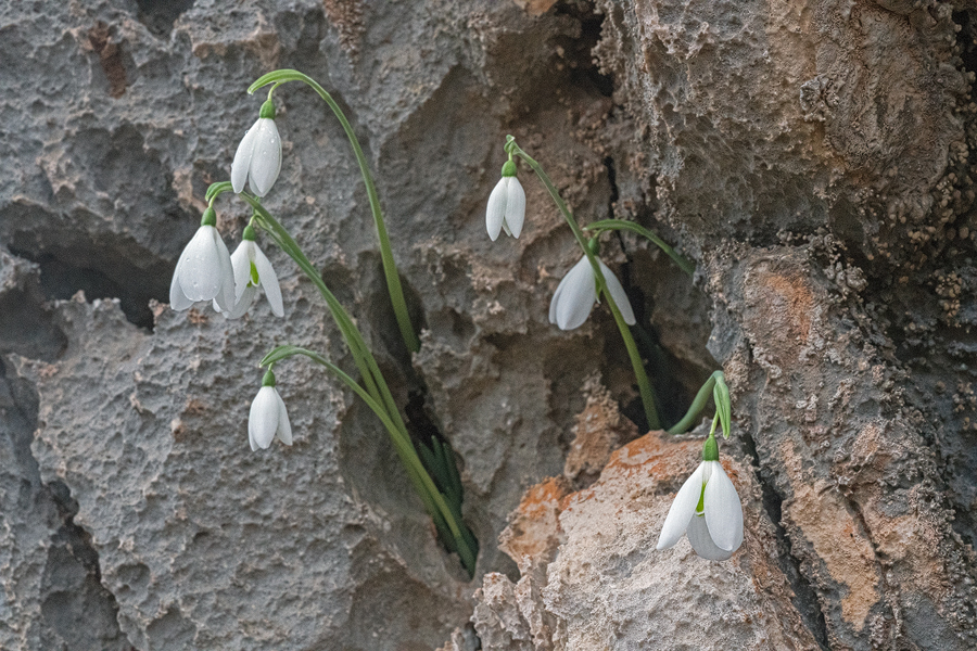 Galanthus peshmenii, flowering at 34m asl, 11/12/15.