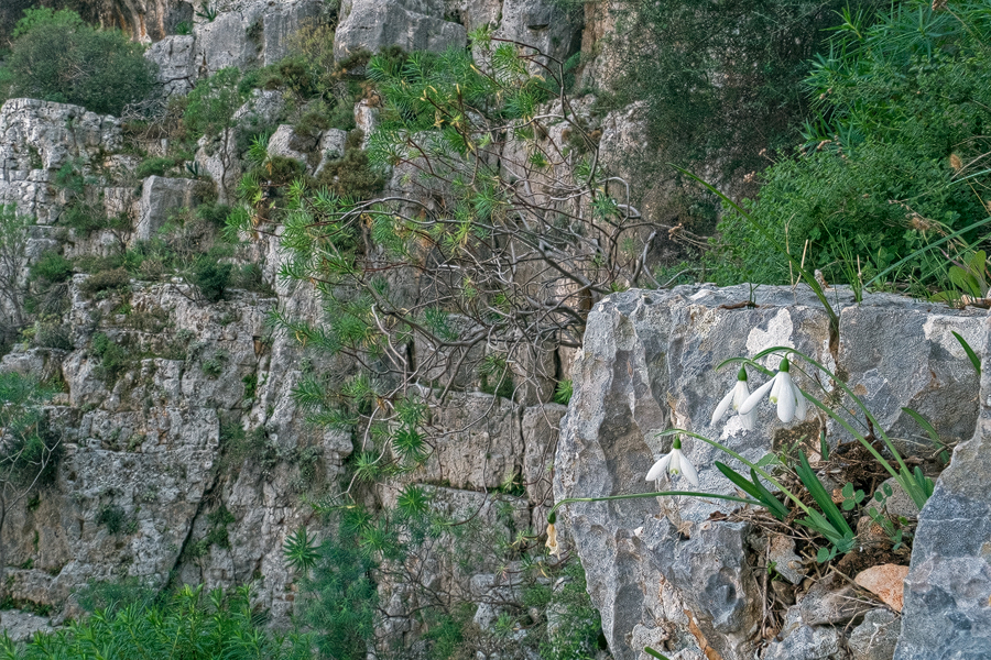 A relatively accessible clump of G. peshmenii, flowering on 12/12/15.