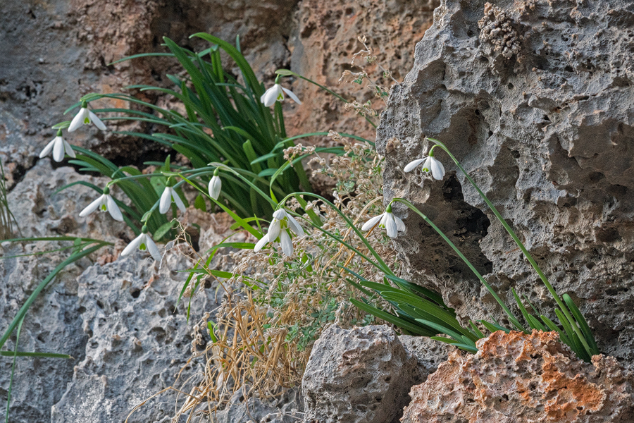 Large clumps of a single clone of G. peshmenii were relatively common. 10/12/15.