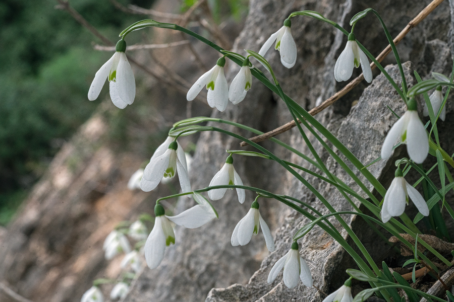 Galanthus peshmenii, growing in pockets of soil on north-facing limestone cliffs. Kekova, 26/11/15.