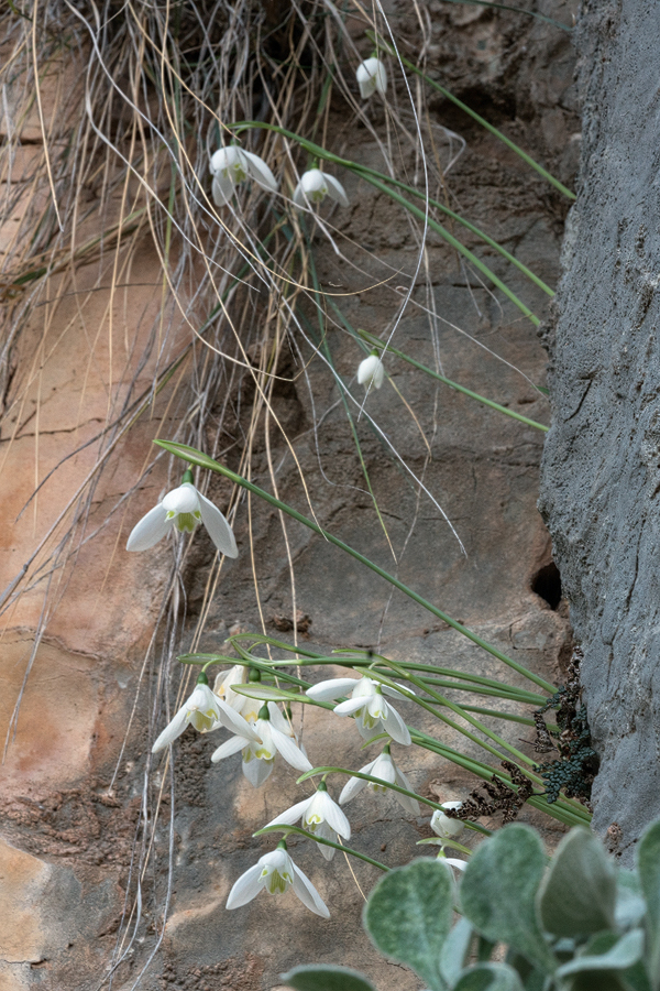 An example of G. peshmenii with leaves virtually undeveloped at flowering time. 10/12/15.