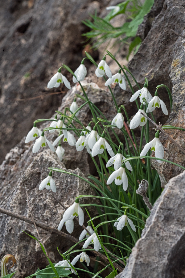 Galanthus peshmenii, growing in pockets of soil on north-facing limestone cliffs. Kekova, 26/11/15.