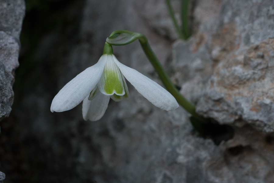 Variation in flower shape and inner segment mark in G. peshmenii. Kastellorizo, 10/12/15.